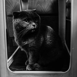 Cat by New Impressionist-zou Shengrong