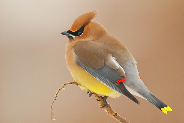 Cedar Waxing Art for Sale