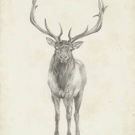 Elk Study by Ethan Harper