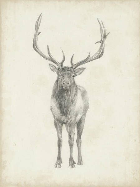 Majestic Stag with Antlers Wall Art