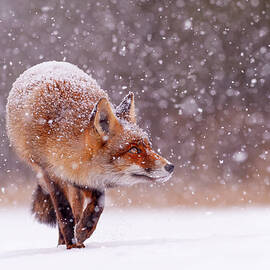 Fox First Snow by Roeselien Raimond
