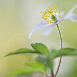 Spring Light by Heidi Westum
