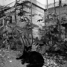 Stray Cat by New Impressionist-zou Shengrong