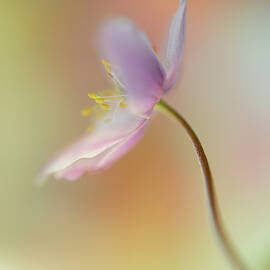 Tender Spring by Heidi Westum