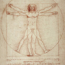 Vitruvian Man by Leonardo Da Vinci