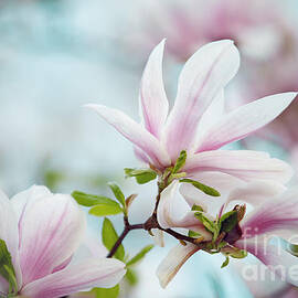 Magnolia Flowers by Nailia Schwarz