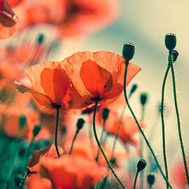 Poppy Meadow by Nailia Schwarz