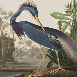 Louisiana Heron  by John James Audubon