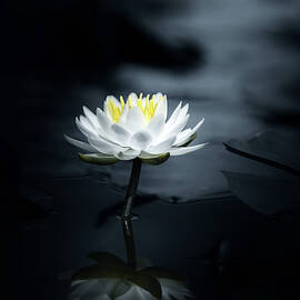 Reflection by Takashi Suzuki