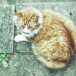 A ginger cat by Tom Gowanlock