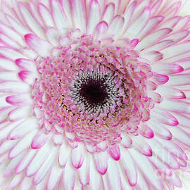 A Million Petals by Ana V Ramirez