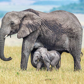 A Wee One. by Jeffrey C. Sink