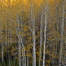 Afternoon Autumn Aspens Forest