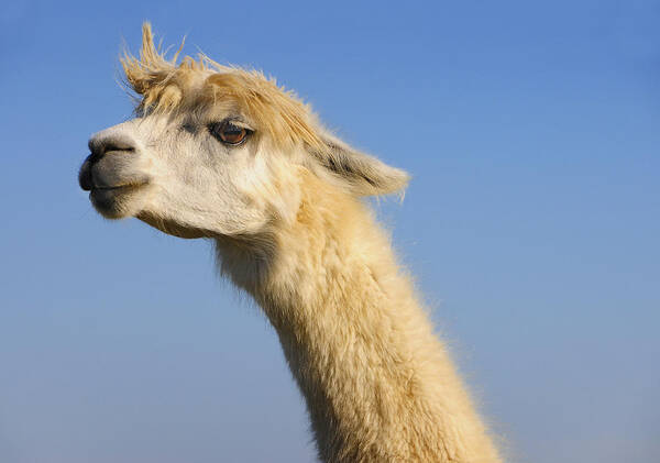 Animal Wall Art featuring the photograph Alpaca by Skip Hunt