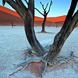 Ancient Trees In The Vlei by Trevor Cole