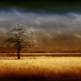 And the rains came by Holly Kempe