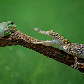 Are You Ready? by Edy Pamungkas