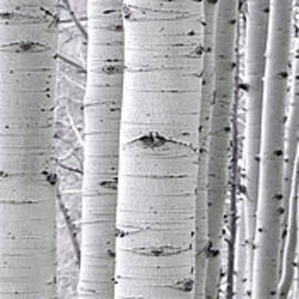 ASPEN WHITE  by Ryan Smith