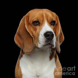 Beagle by Sergei Taran