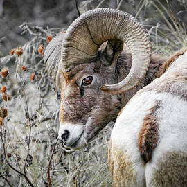 Bighorn Sheep Ram - Follow Me