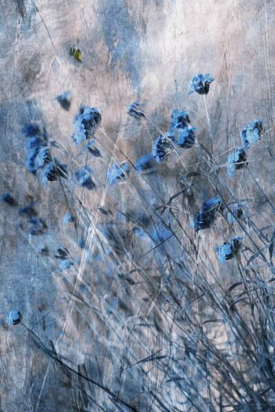 Blue Blossoms in a Windy Field Wall Art