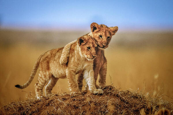 Playful Lion Cubs in the Wild Wall Art