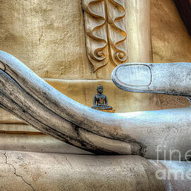Buddha's Hand by Adrian Evans