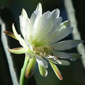Cactus Flower by Gilbert Artiaga