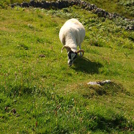 Carloway Ram