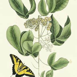 Catesby Butterfly And Botanical Ii by Mark Catesby
