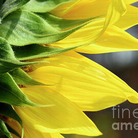 Celebrating The Sunflower