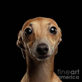 Closeup Portrait Italian Greyhound Dog Looking in Camera isolated Black by Sergei Taran