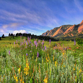 Colorado Wildflowers by Scott Mahon