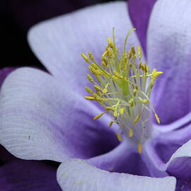 Columbine 764 by Julie Powell