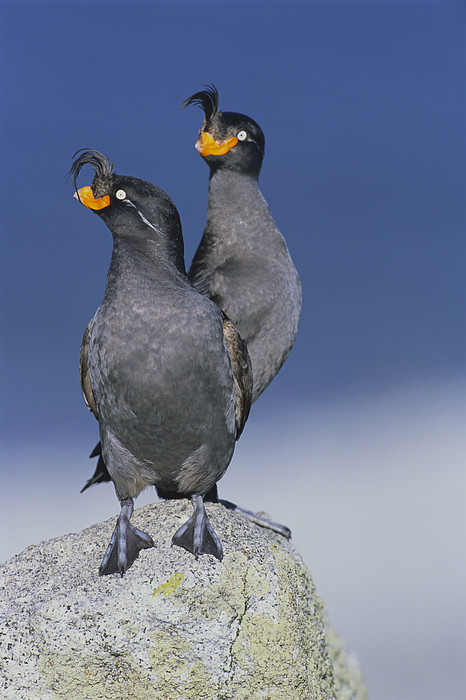 Auklets Art for Sale