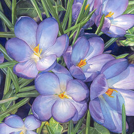 Crocuses by Sandy Haight