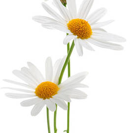 Daisies on white background by Elena Elisseeva