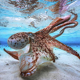 Dancing Octopus by Barathieu Gabriel