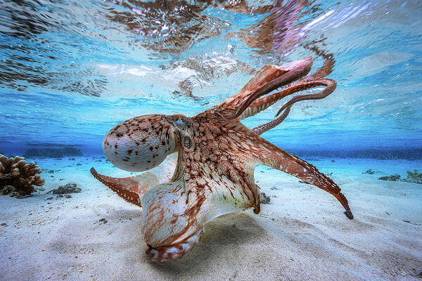 Mesmerizing Underwater Octopus Wall Art