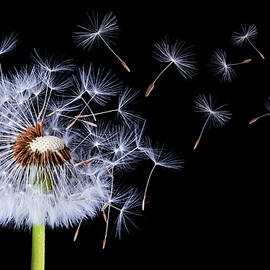 Dandelion blowing on black background by Bess Hamiti