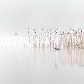 Days In The Fog by Benny Pettersson