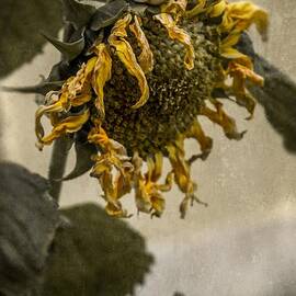 Dead Sunflower by Carlos Caetano