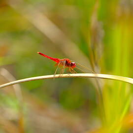 Dragonfly by New Impressionist
