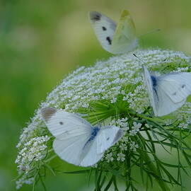 Dream Of Butterfly by New Impressionist