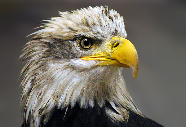 Bald Eagles Art for Sale