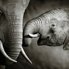 Elephant affection by Johan Swanepoel