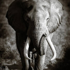 Elephant Bull by Johan Swanepoel