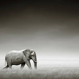 Elephant with zebra by Johan Swanepoel