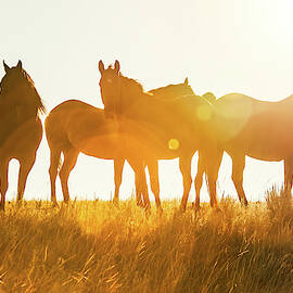 Equine Glow by Todd Klassy
