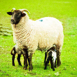 Ewe and lambs by Tom Gowanlock